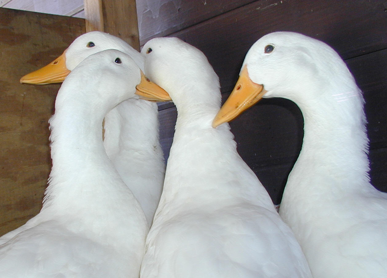 Fresh and Free Range Duck - Order Online in Portland, OR