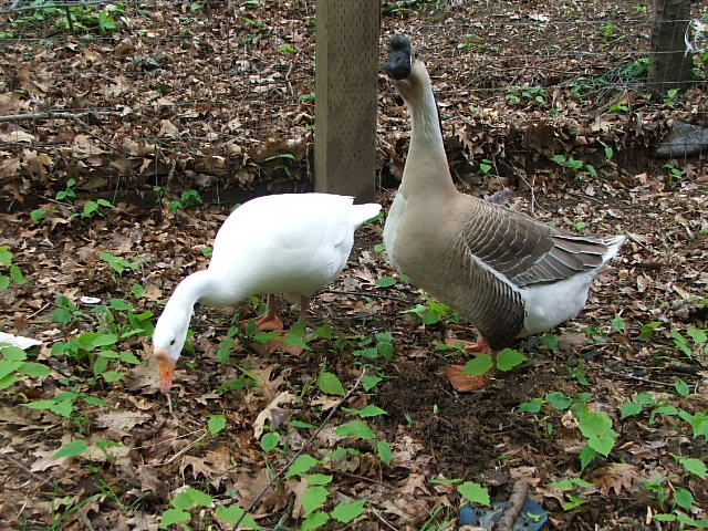 Majestic Waterfowl Sanctuary - Ducks and Geese that have been adopted