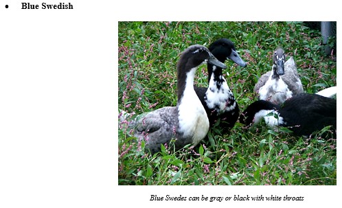 8 Small Duck Breeds (With Pictures)