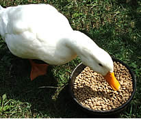 mazuri starter waterfowl food