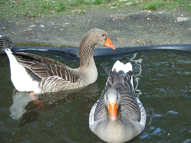 Waterfowl Vet Directory