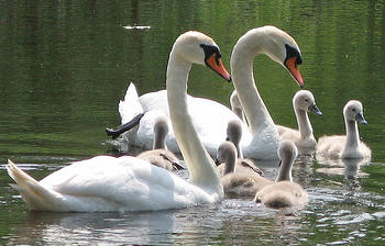 Domestic Swan Goose at Natomas Pond for the Apparent Sacramento